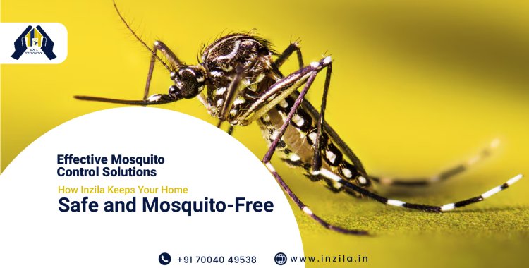 Effective Mosquito Control Solutions: How Inzila Keeps Your Home Safe and Mosquito-Free