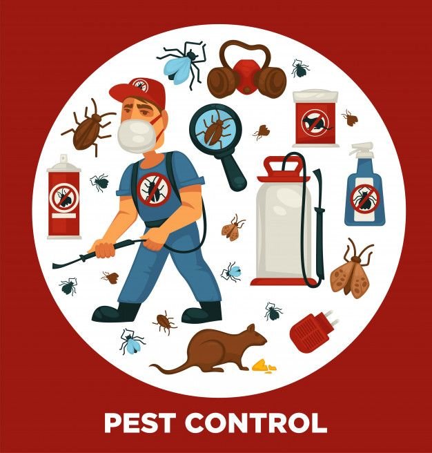 Inzila Pest Control: Top-Notch Termite Control Services in Ranchi for a Pest-Free Home