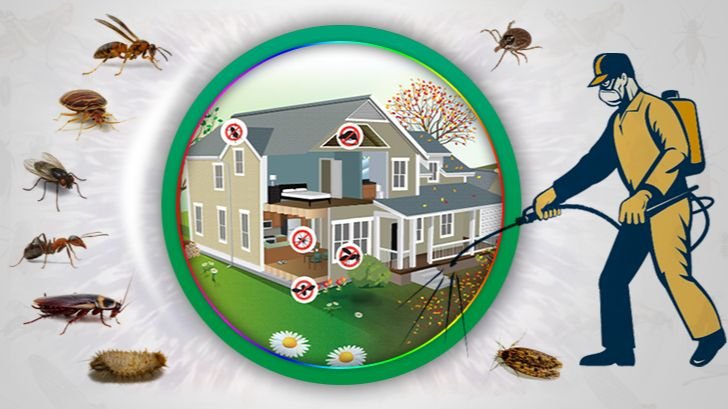 Inzila’s Comprehensive Termite Control: Expert Service for Total Peace of Mind