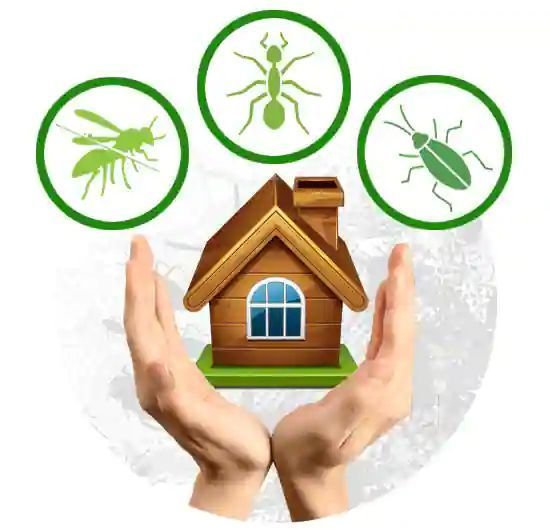 Top-Rated Termite Control by Inzila: Safeguard Homes with Proven Solutions