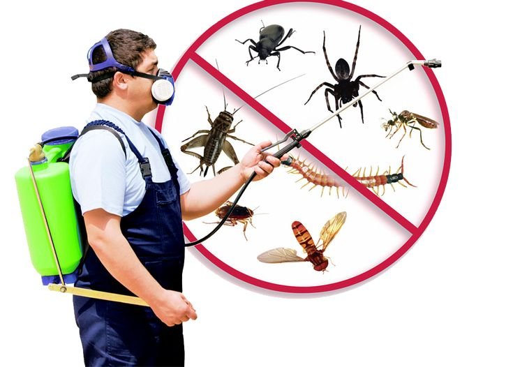 Best Pest Control Solutions in Ranchi: Inzila’s Expert Services Explained