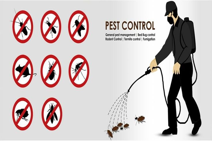 Inzila Pest Control in Ranchi: Fast, Effective, and Affordable Solutions