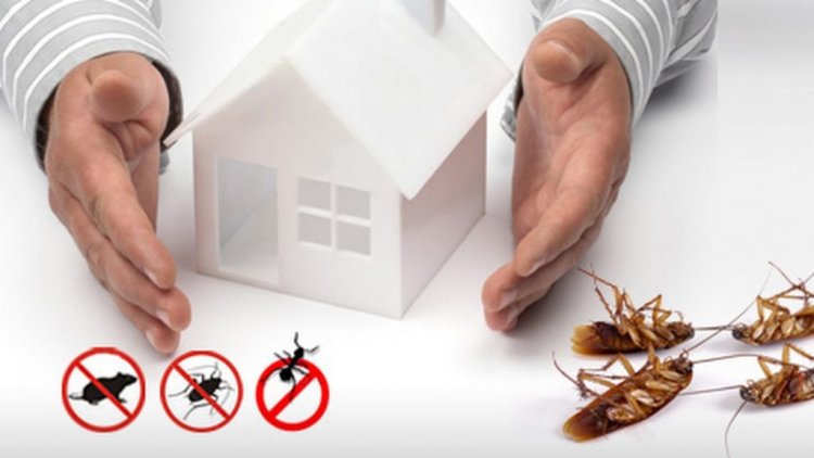 Best Pest Control in Ranchi: Inzila’s Trusted Solutions for a Pest-Free Home