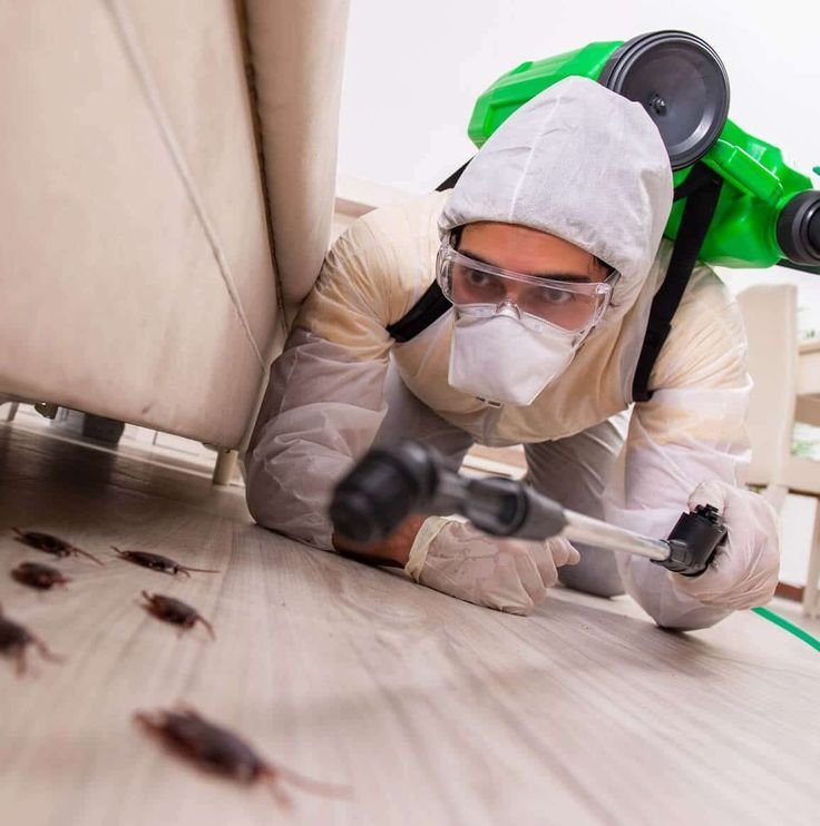 Inzila Pest Control in Patna: Expert Termite Treatment & Pest Management Solutions