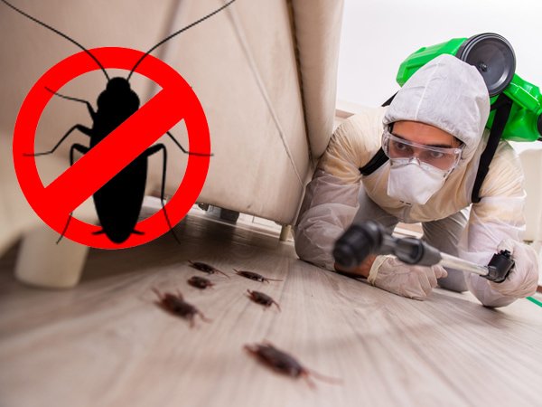 Inzila Pest Control Services in Patna: Top-Rated Extermination & Pest Management Solutions