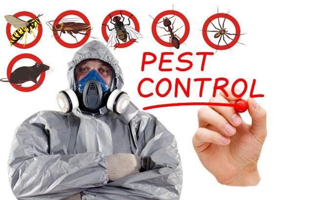 Inzila: Patna’s Top Pest and Termite Control Experts for a Safe, Pest-Free Home and Businesses