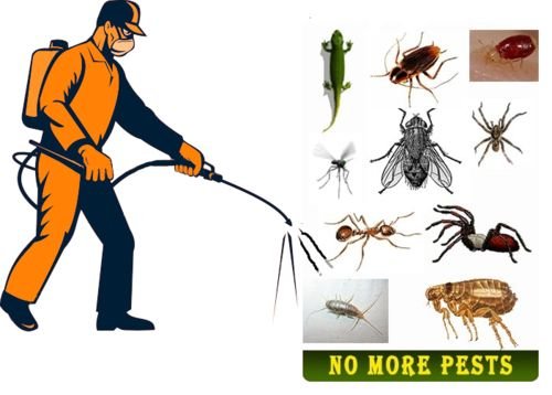 Inzila Pest Control: Patna's Most Trusted Termite & Pest Control Service with Years of Expertise