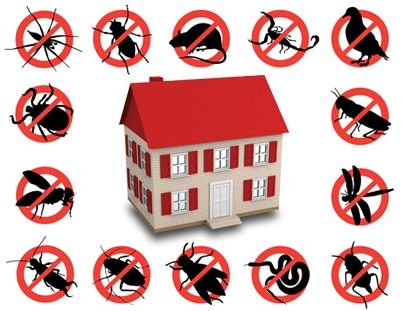 Inzila: Best Pest Control and Top Termite Control Services in Patna