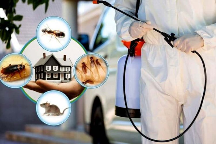 Patna's Top Pest & Termite Control Services: Inzila – Your Trusted Solution for the Best Pest Control