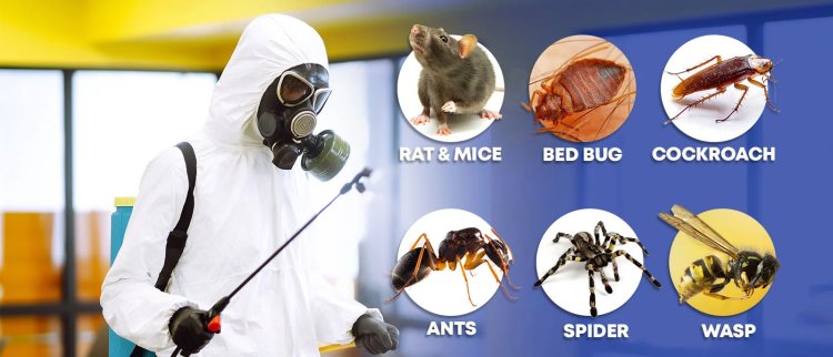 Inzila: The Trusted Leader in Pest Control Services in Madhubani – Excellence You Can Rely On