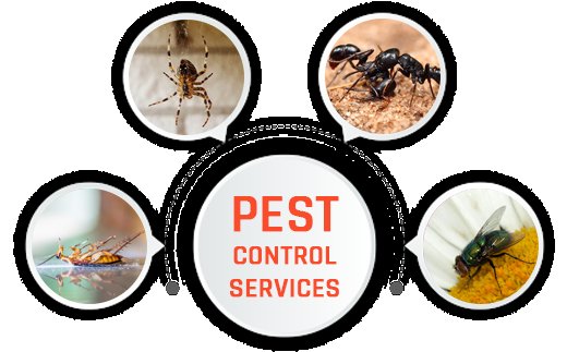 Inzila Pest Control: Best Pest Control Services in Madhubani, Bihar – Your Trusted Shield Against Pests